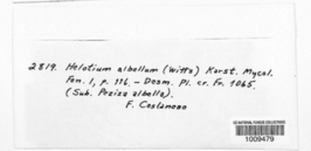 Helotium albellum image